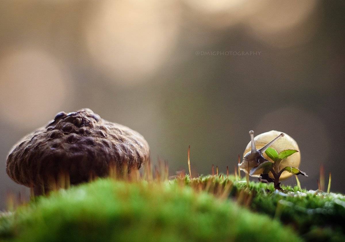 макро, гелиос44_2, природа, жизнь, макромир, улитка, солнце, жёлудь, закат, мох, , Дмитрий Гусалов