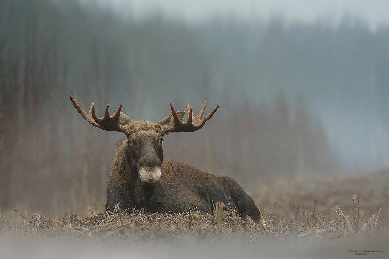 , Валерий Субачев