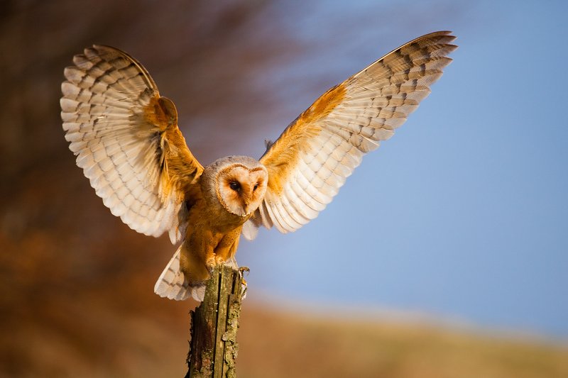 Сипуха фото превью