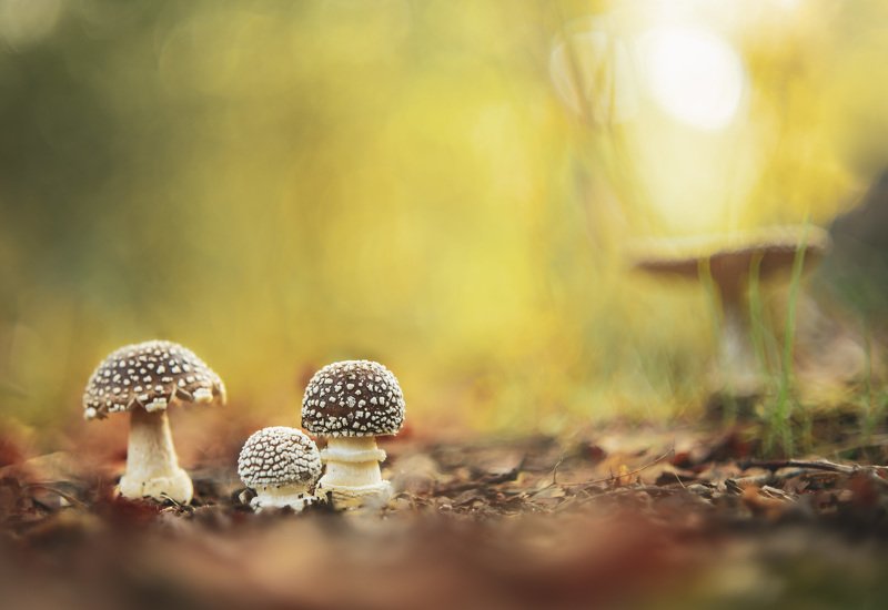 The amanitas pantherina family