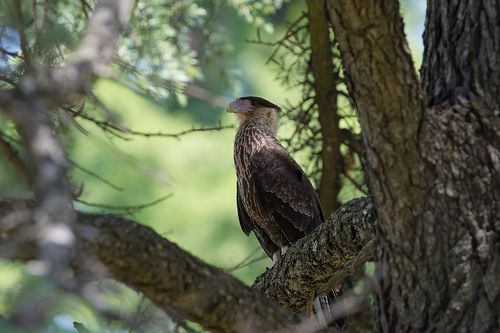 Про каракар