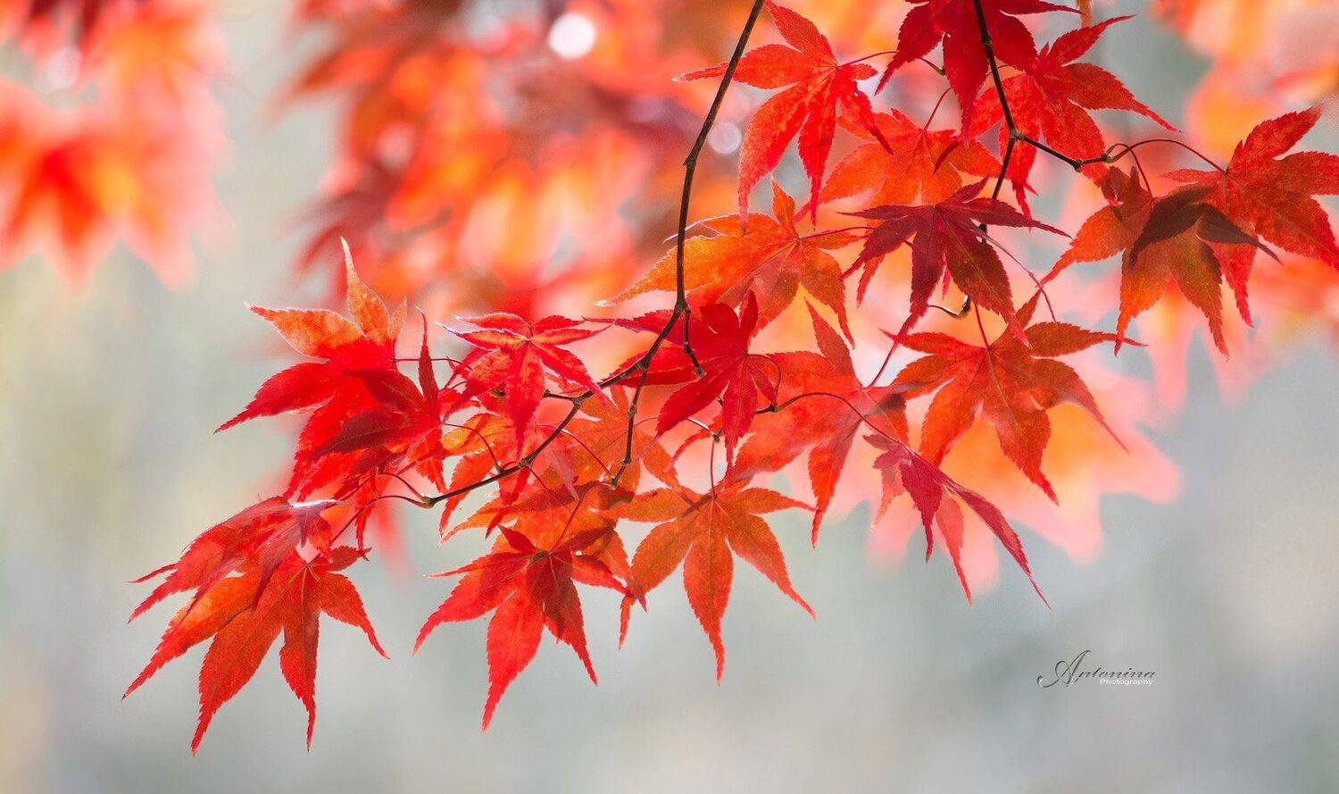 макро,природа,растения,листья,свет,,осень,клён,красный,, Антонина Яновска