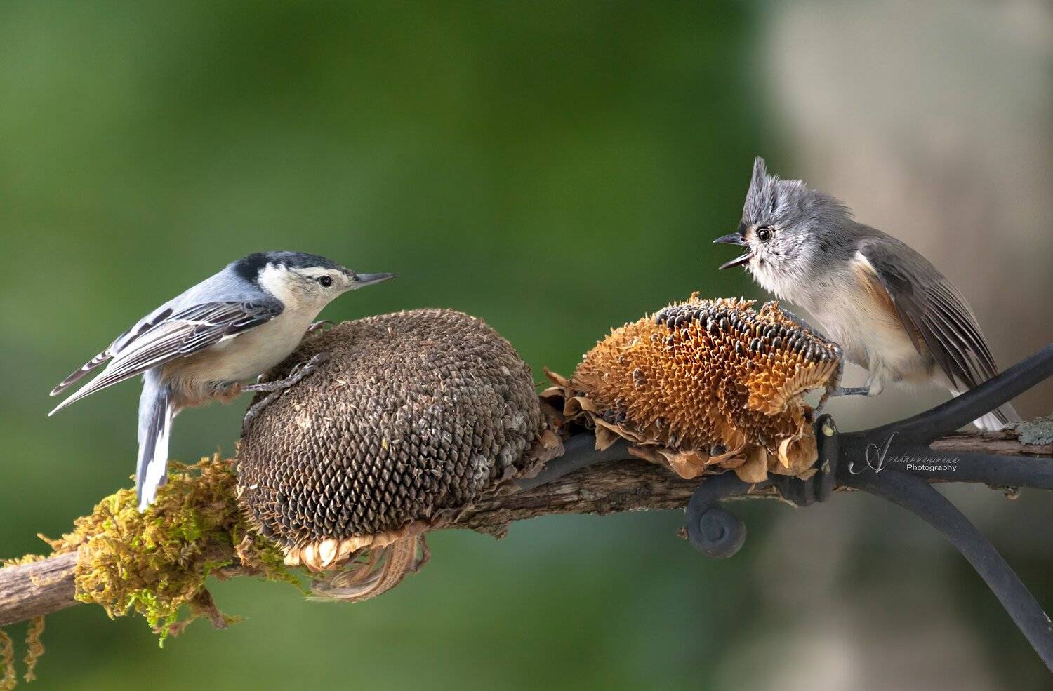 животные,птицы,природа,лето,фотоохота,подсолнухи,острохохлая синица поползень,, Антонина Яновска