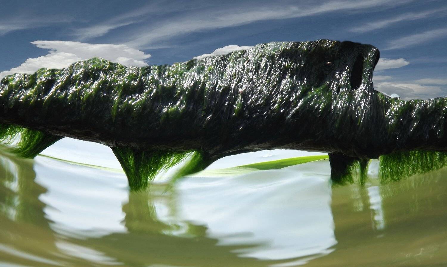 одесса, Сергей Кошелев