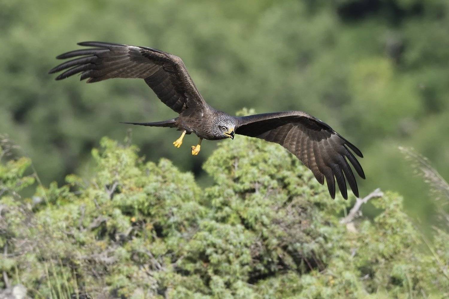 птицы birds, Jaroslav Mego