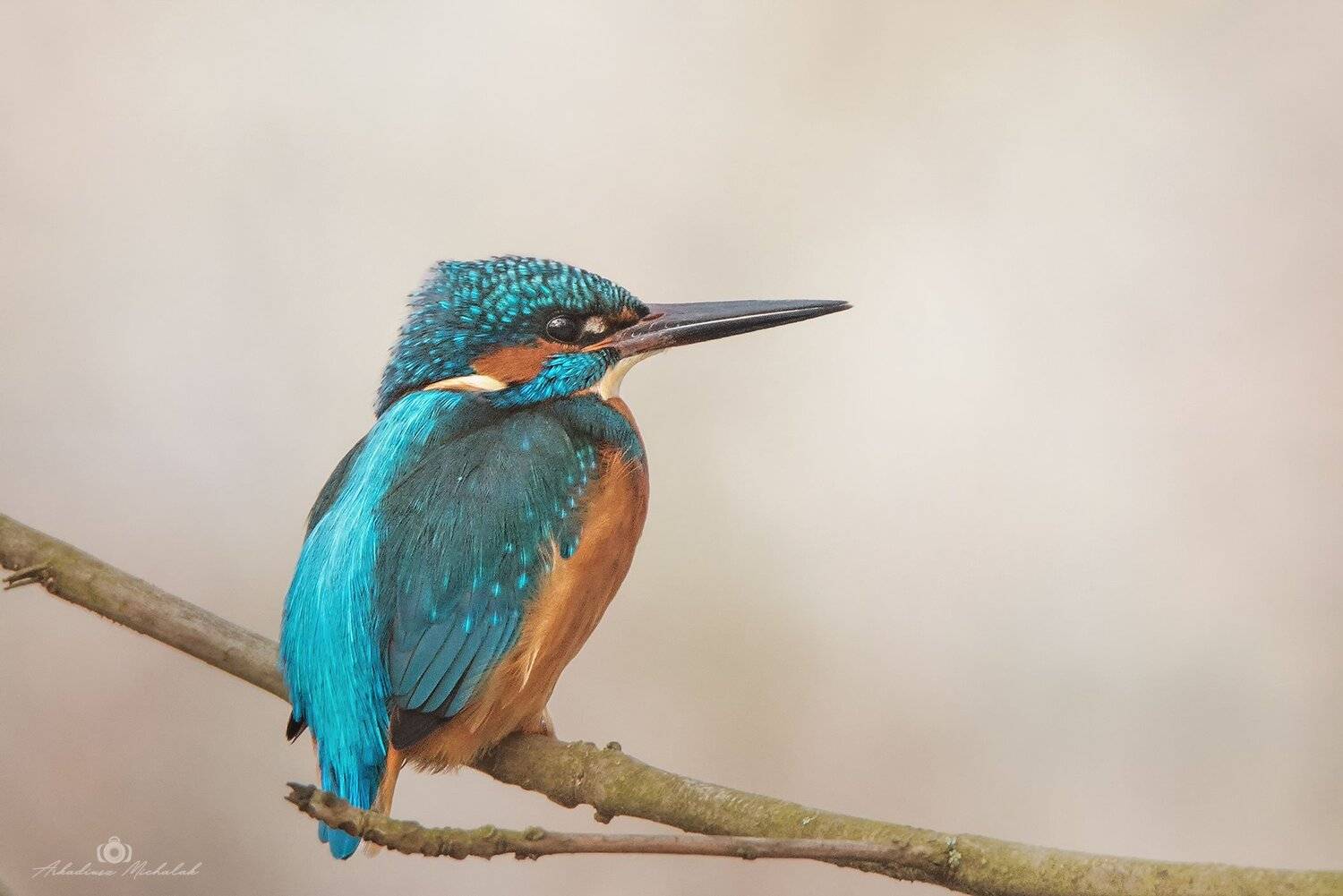 , Arkadiusz Michalak