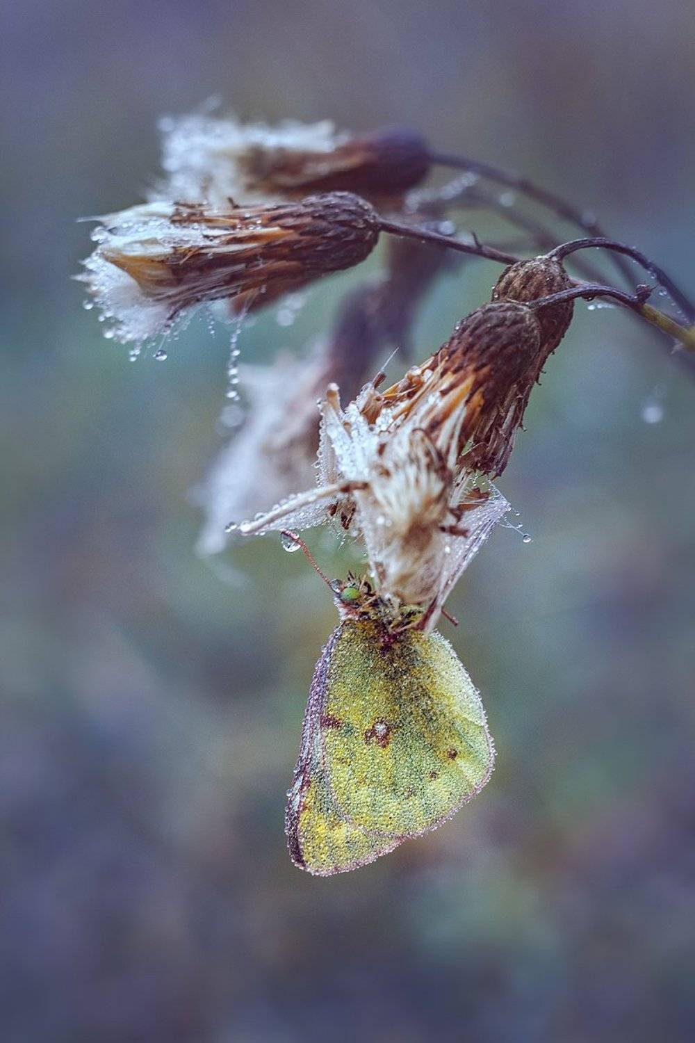 helios-44m-6, manual lens, мануальная оптика, beautiful, красивый, moment, момент, nature, природа, wildlife, живая, осенний, autumn, осень, butterfly, бабочка, droplets, капельки, fog, туман,, Наталья Терентьева