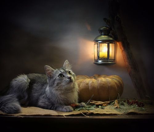 Приключения кота в чулане
