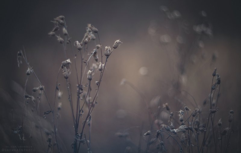 природа, путешествия, travel, wildlife, nature, landscape, canon, colours, helios40 Поздняя-поздняя осень фото превью