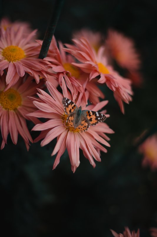 Бал хризантем. Никитский ботанический сад. фото превью