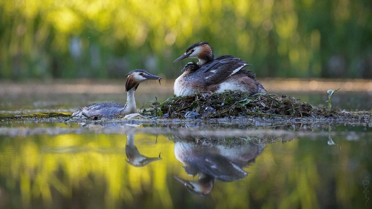 чомга, большая поганка, Байбекова Светлана