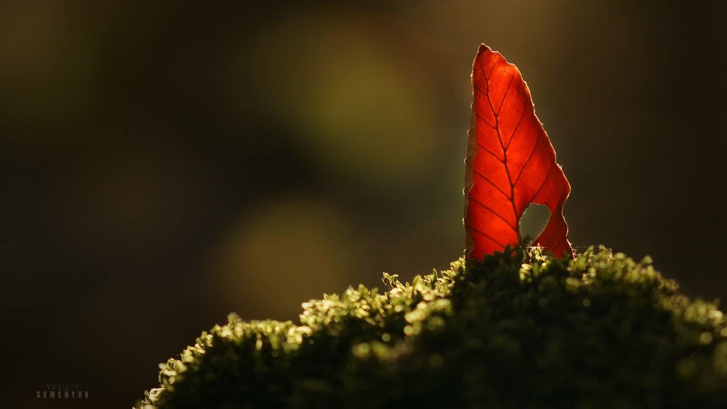 крым, осень, листик, лес, бук, crimea, fall, leaf, autumn, nature., Семенюк Василий