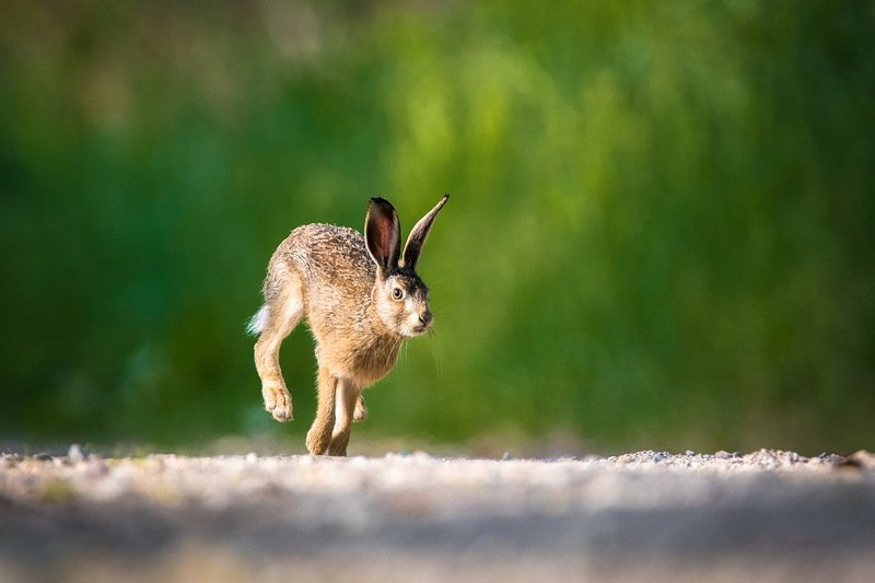 Про зайца. фото превью