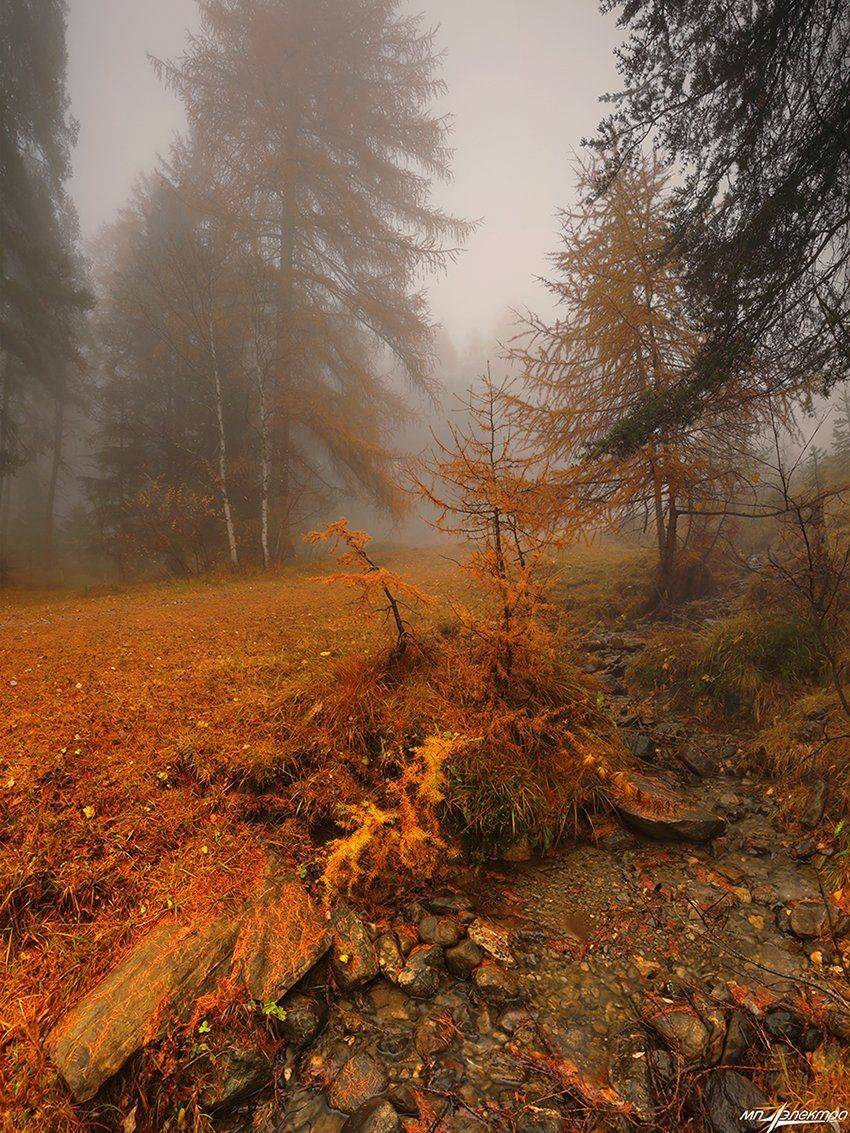 swiss, Матвеев Николай