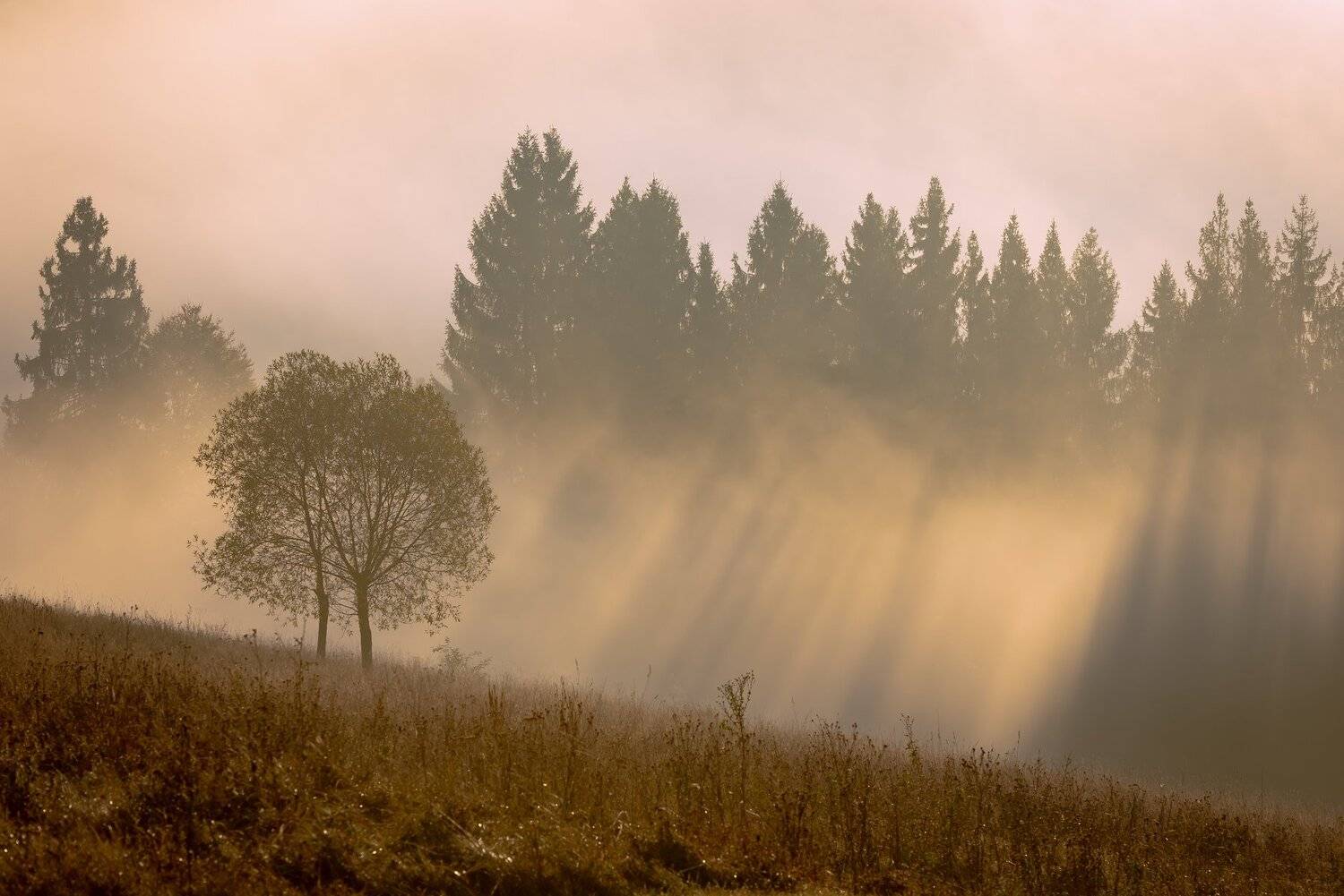 карпаты. осень. туман. рассвет, Татьяна Степанова