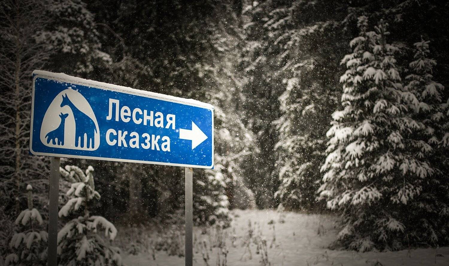 валдай, Тимофей Шутов