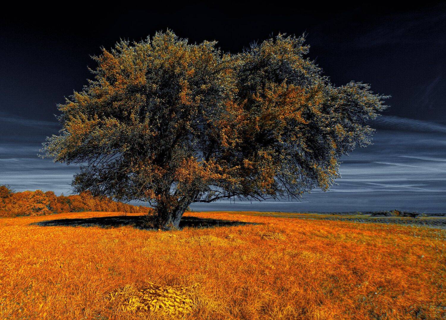 infrared,ик-фото,инфракрасное фото, инфракрасная фотография, пейзаж, осень, Sixten ( Сергей )