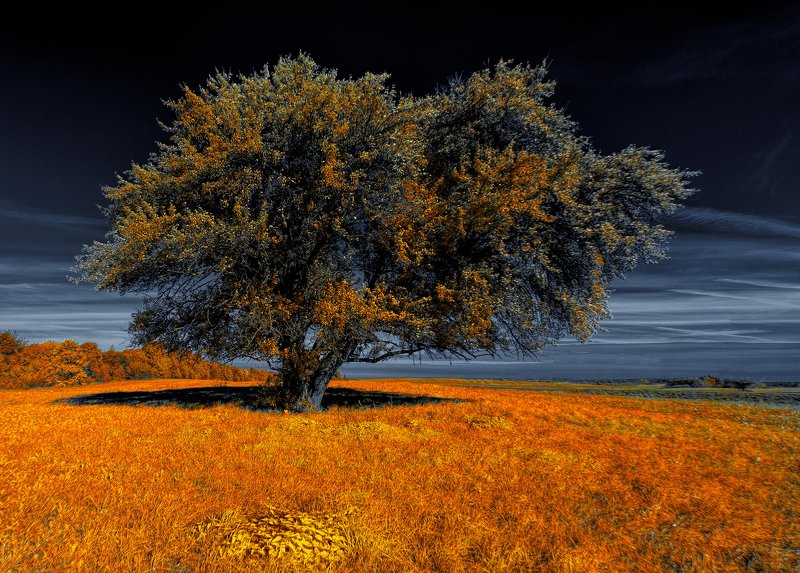 С теплой тенью осени 2. Инфракрасная фотография. фото превью