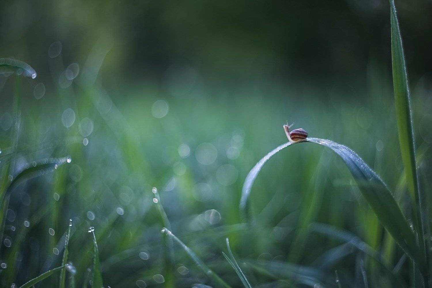 , Вячеслав Мищенко