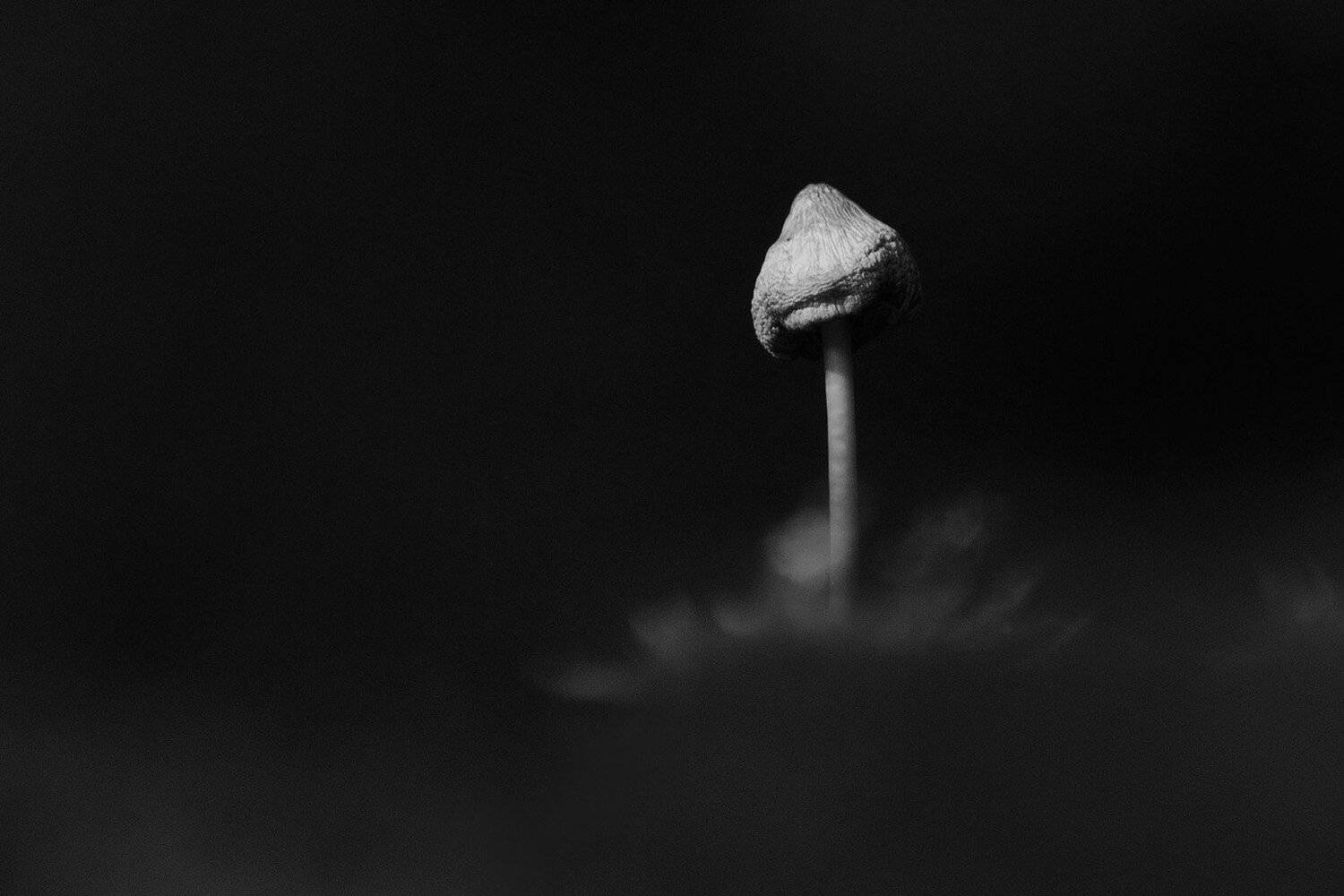 гриб, поганка, ч/б, Михаил Агеев