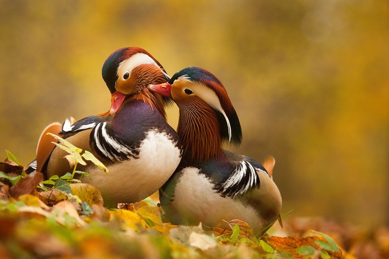 Love фото превью