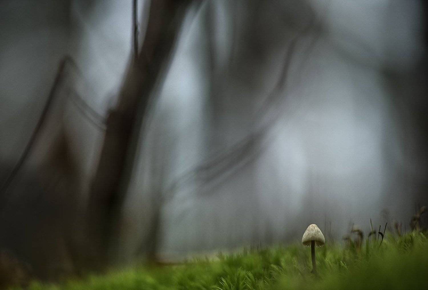 макро, поганка, грибы, осень, ноябрь, лес, мох, настроение, свет, цвет, дремать, воронеж, россия, Геннадий Мещеряков