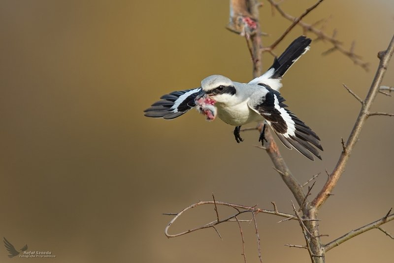 Srokosz, Northern Shrike (Lanius excubitor) ... 2019r фото превью