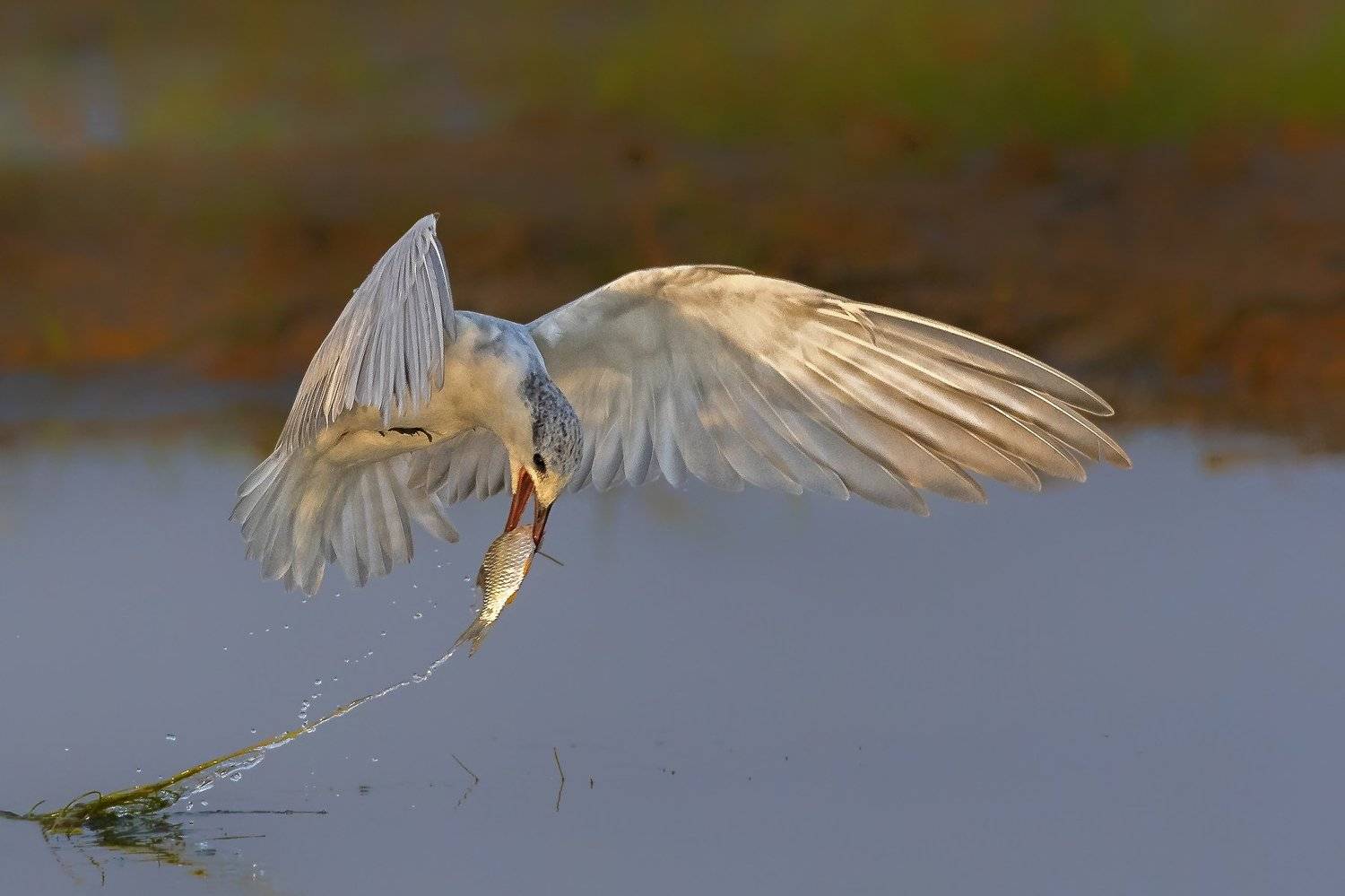 nature,tern,bird,prey, preditor, , Mousam Ray
