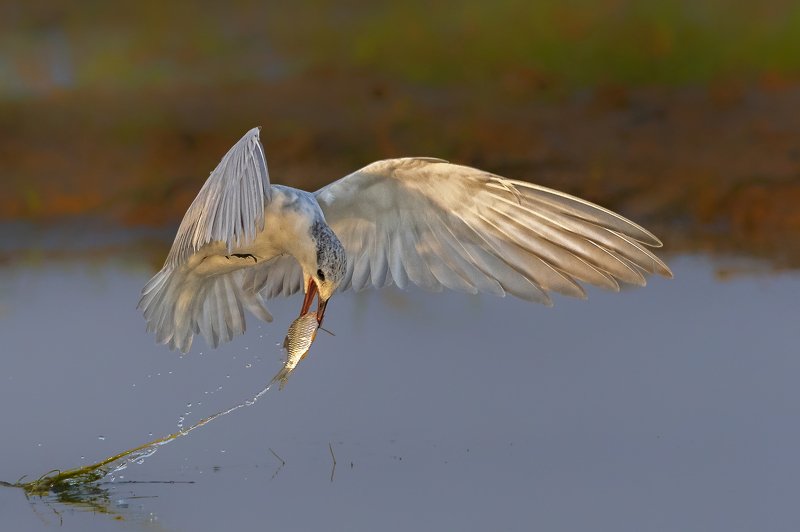 nature,tern,bird,prey, preditor,  Successful attempt фото превью