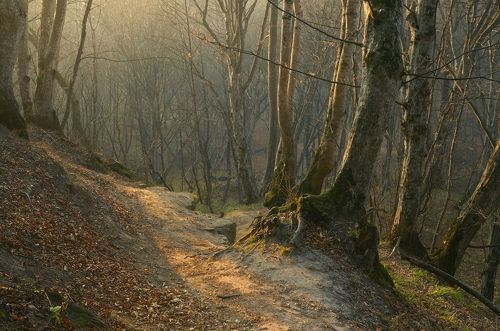 Тропинка в лесу