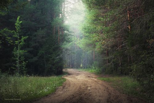 В глубинах леса...