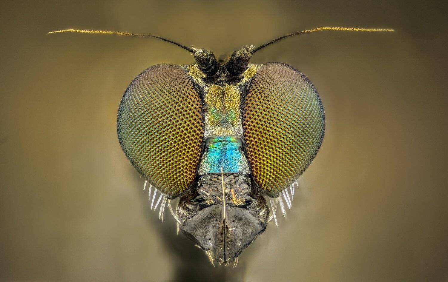 ceclii, macro, extrememacro, nikon d3400, nikon tu plan fluor 10x, Tsvetan Ganev