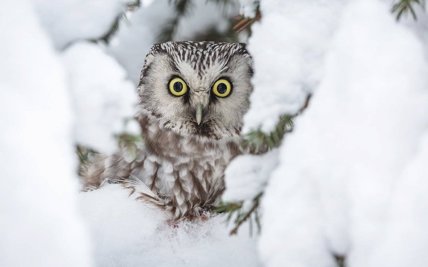 птица, дикая птица, хищная птица, орнитология, дикая природа, фотоохота, , сыч, сыч мохноногий, зима. охота, фотоохота, мышь, Victor Dubinkin