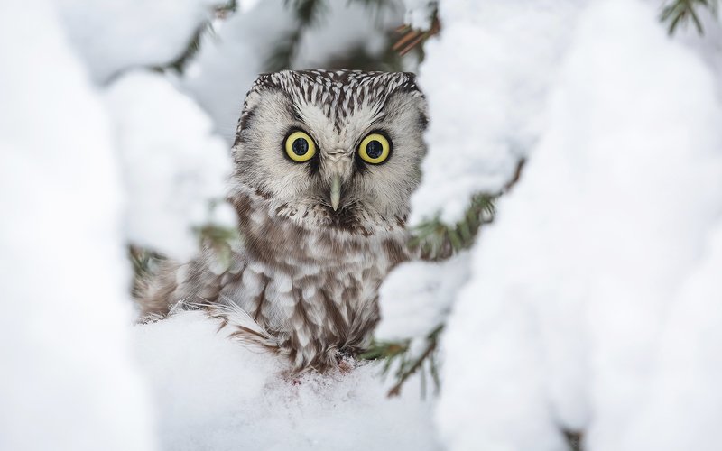 птица, дикая птица, хищная птица, орнитология, дикая природа, фотоохота, , сыч, сыч мохноногий, зима. охота, фотоохота, мышь Портрет в снежной рамке. Сыч мохноногий. фото превью