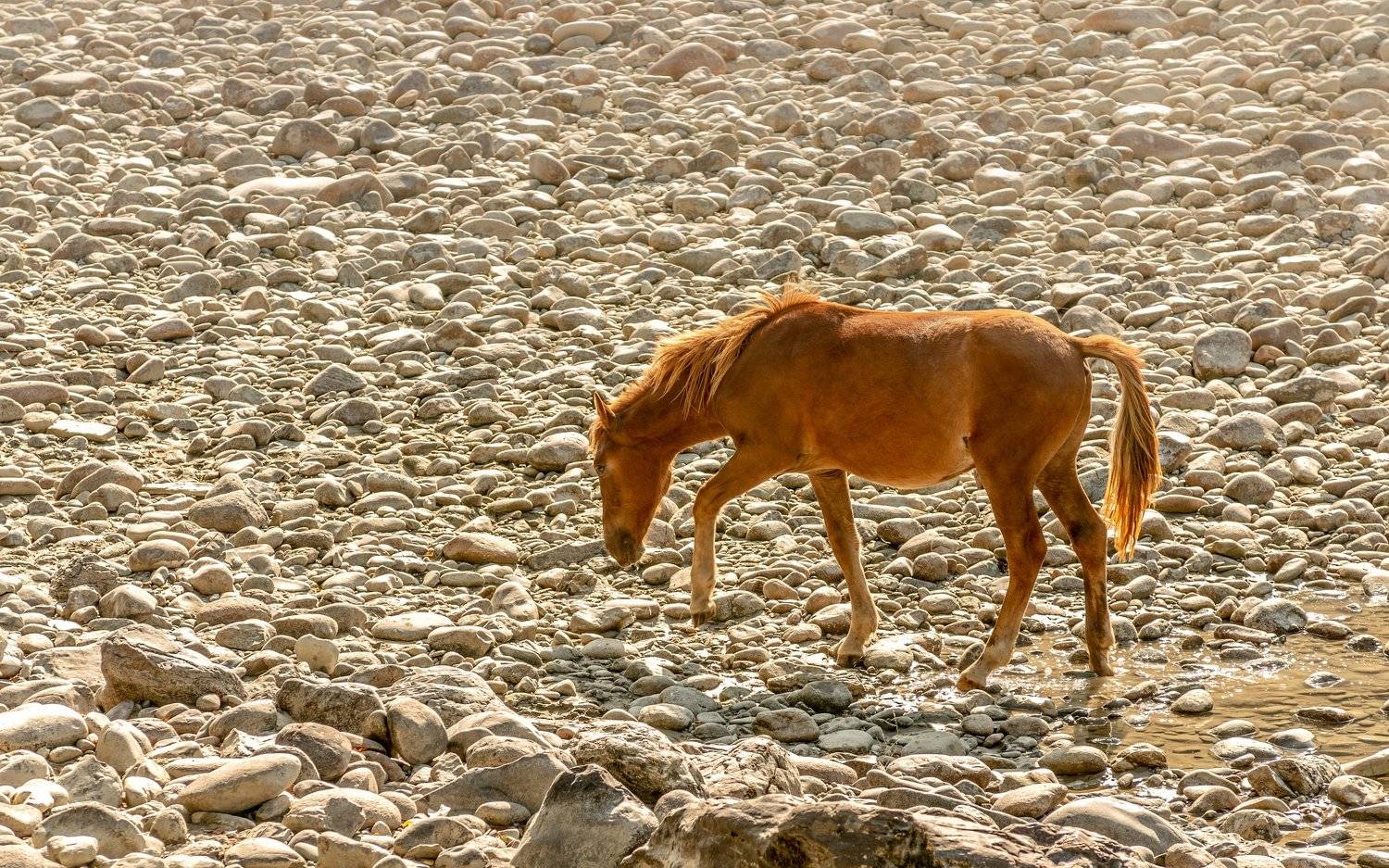 горы, алтай, горный алтай, ник васильев, красота, конь, лошадь, утро,, Николай Васильев