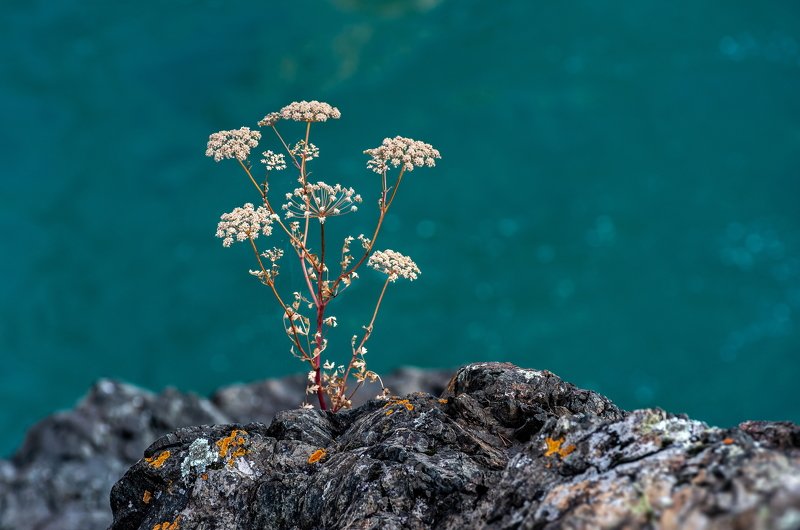 горы, алтай, горный алтай, ник васильев, красота, река, катунь, цветы, бирюза, Катуньский букет. фото превью