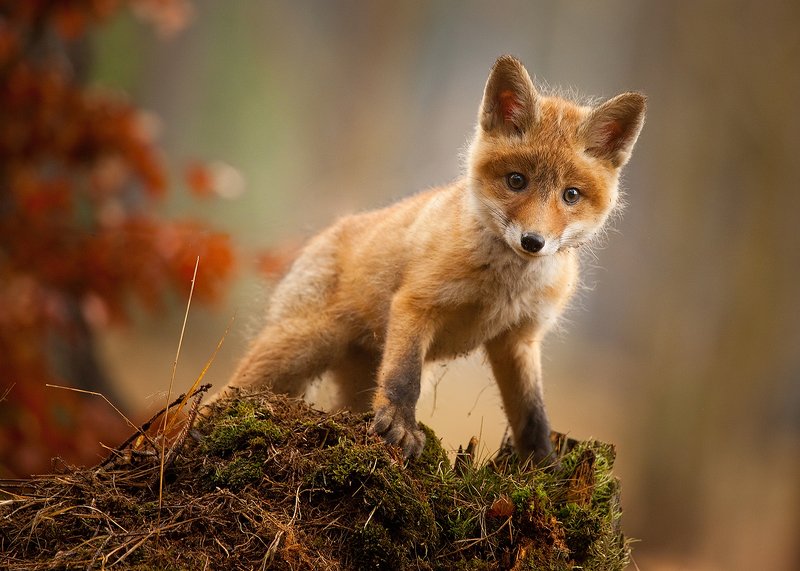Fox фото превью