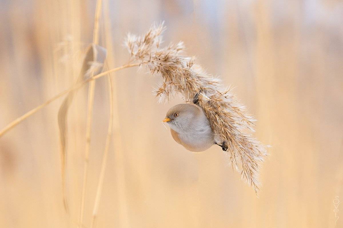 усатая синица, Байбекова Светлана
