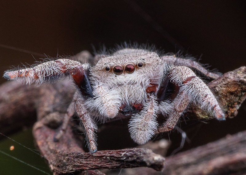 macro photography Jumping Spider фото превью