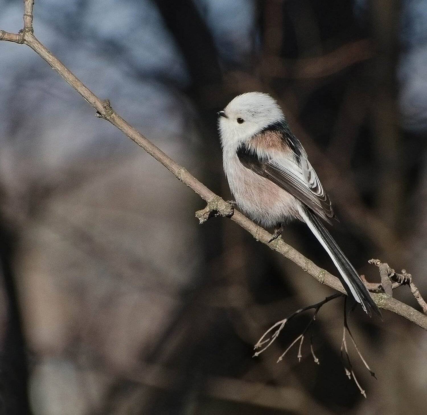 ополовник, длиннохвостая синица, Михаил Агеев