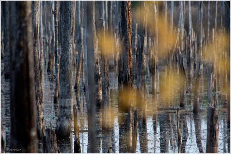 Грустный осенний лес фото превью