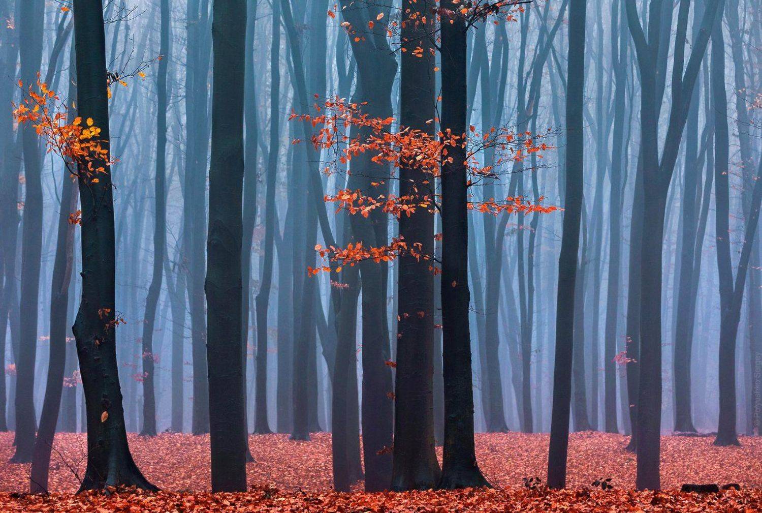 киев, украина, туман, лес, Полюшко Сергей