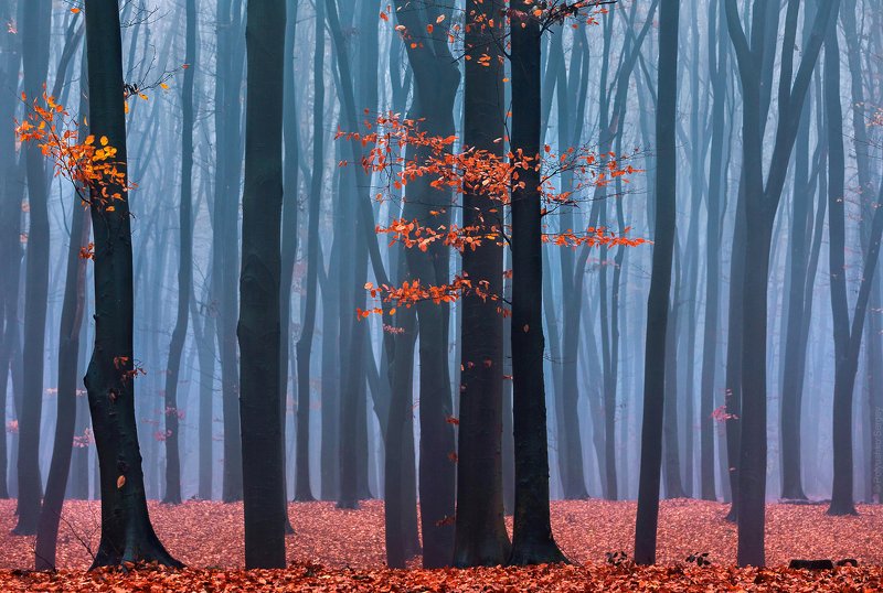 киев, украина, туман, лес *** фото превью