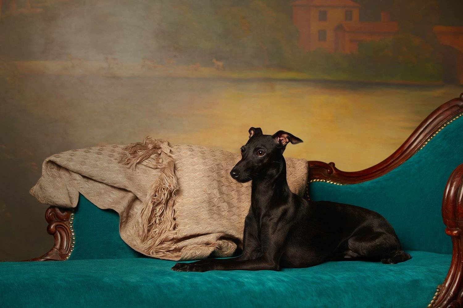 левретка, студийка, черный, , Лана Полякова