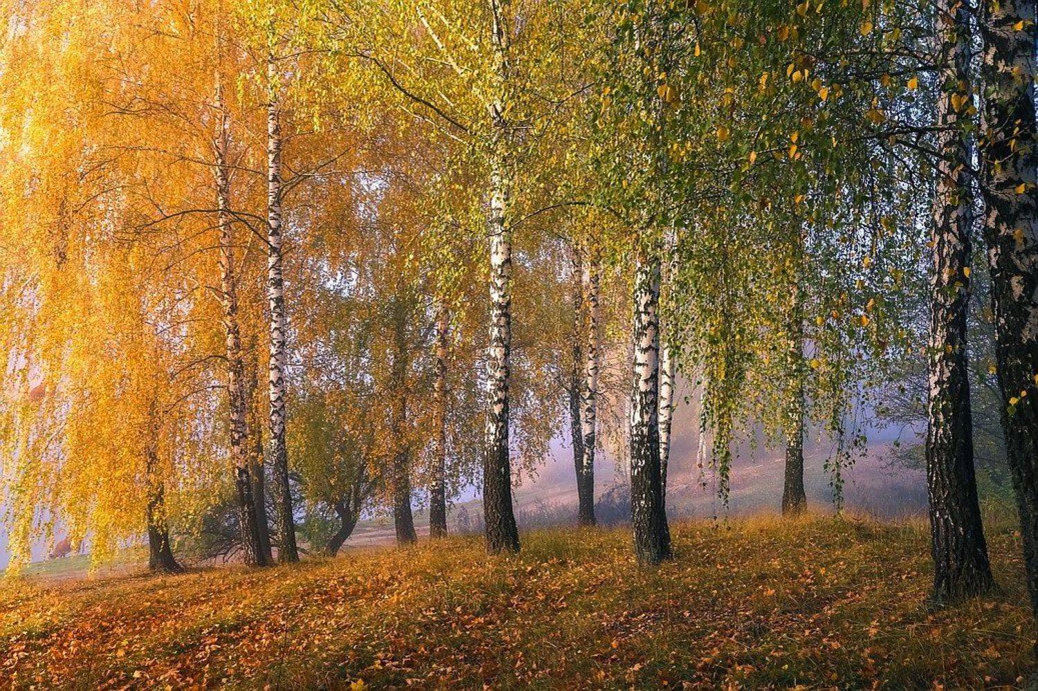 , Вячеслав Мищенко