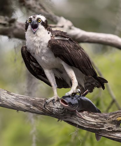 Скопа с добычей - Osprey with Catfish