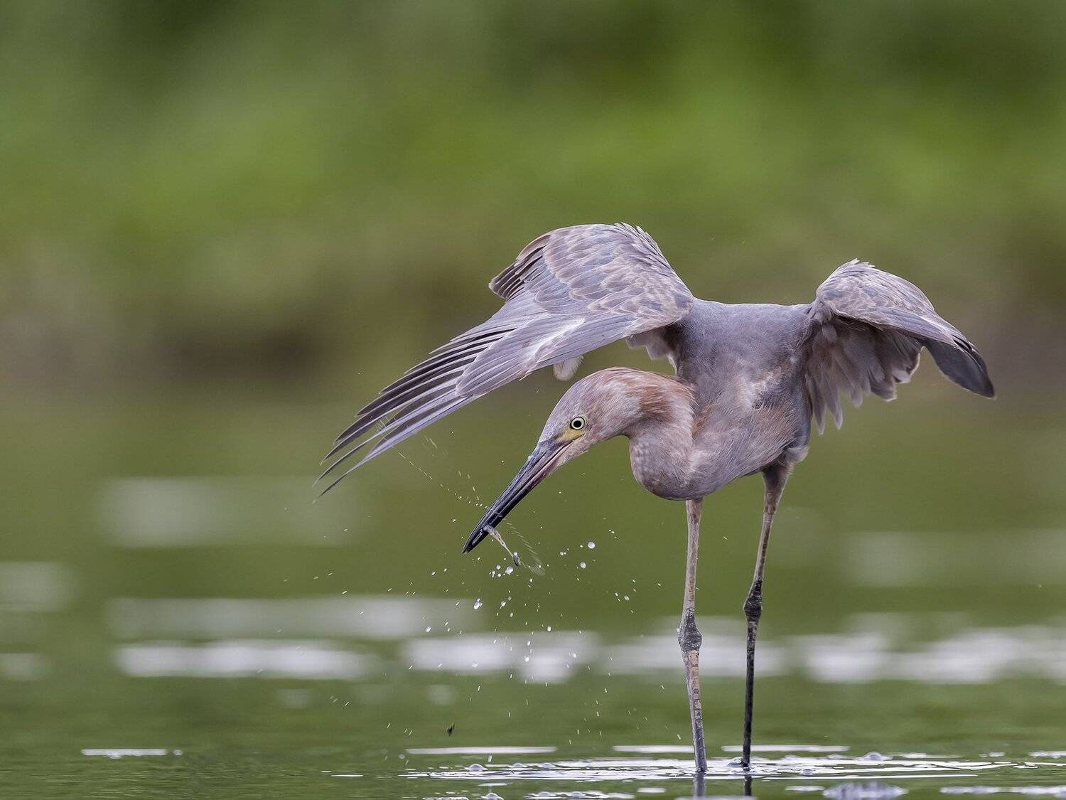 , Fernando Burgalin Sequeira