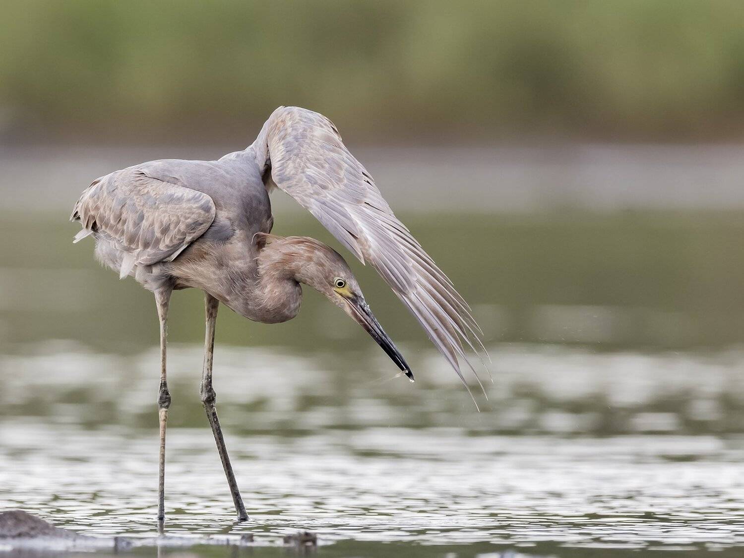 , Fernando Burgalin Sequeira