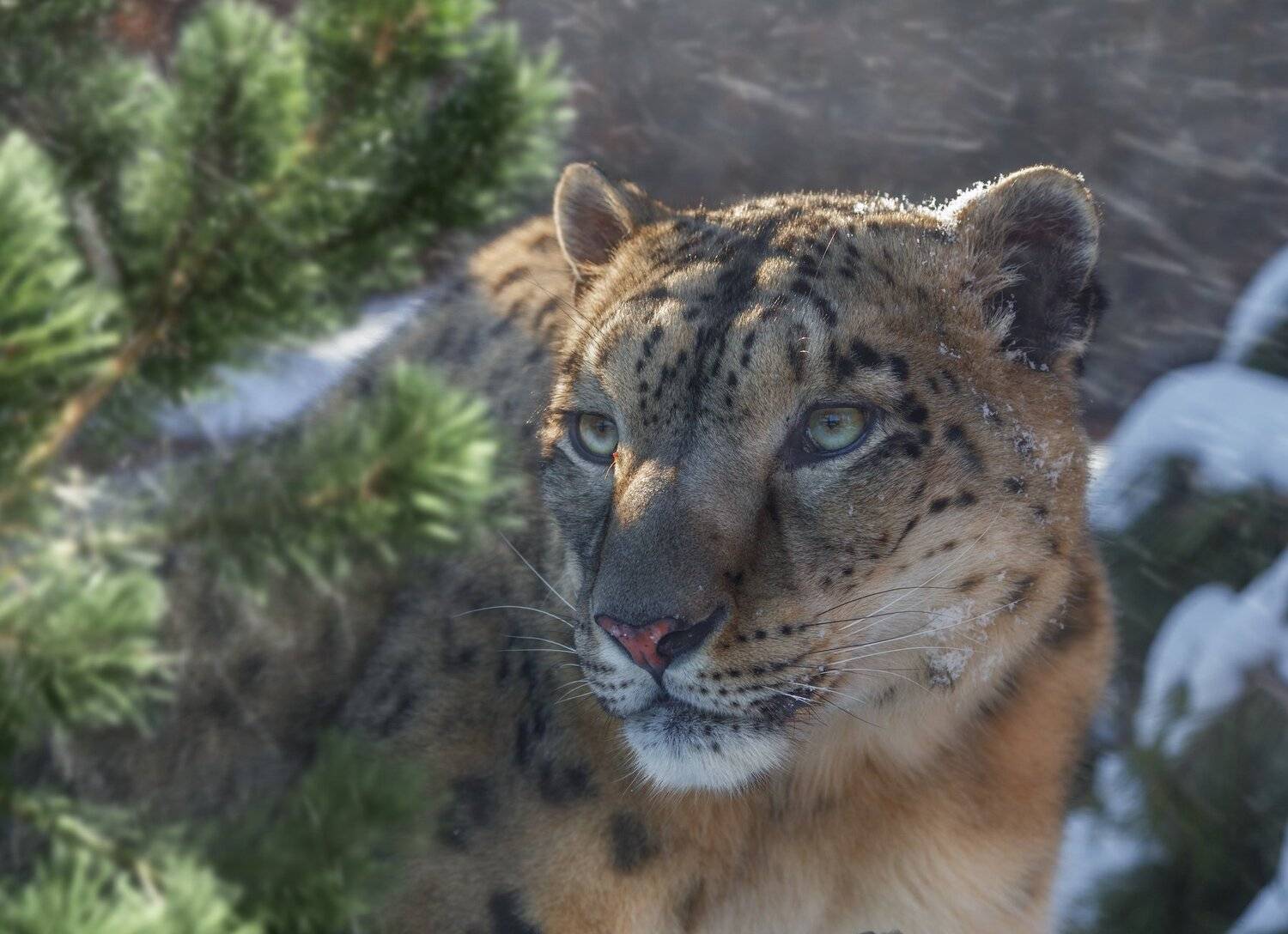 снежный барс, Олег Богданов