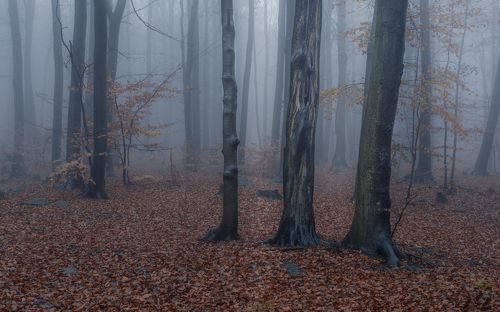 Misty forest